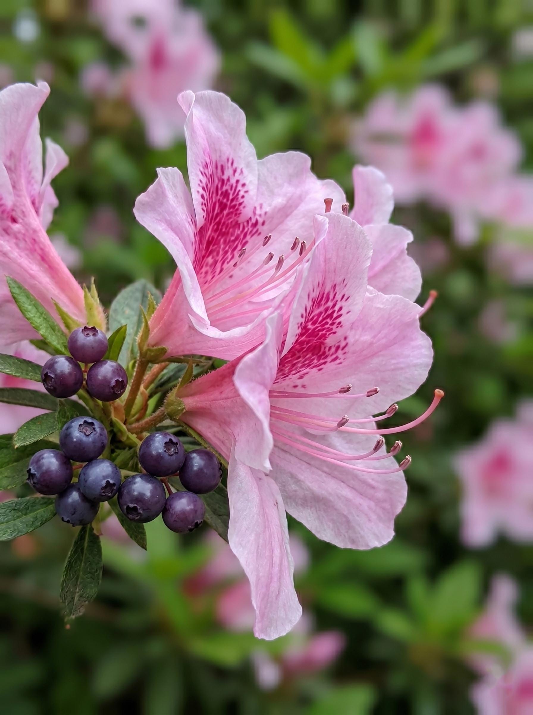 Light Pink Azalea 100 Seeds Spotted Magenta Center Flowering Shrub ...