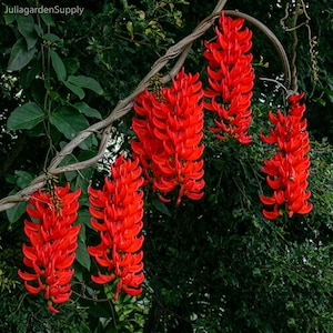 May include: Image of vibrant red flowers cascading from a vine, set against a backdrop of lush green foliage. The flowers are clustered in long, pendulous formations, creating a striking visual contrast. The text "JuliagardenSupply" is in the top left corner.