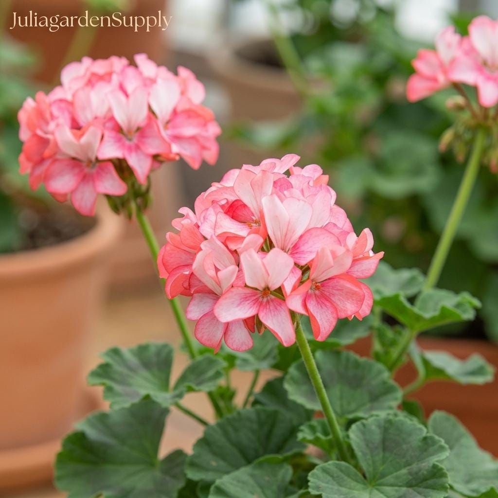 Pelargonium hortorum - Etsy 日本
