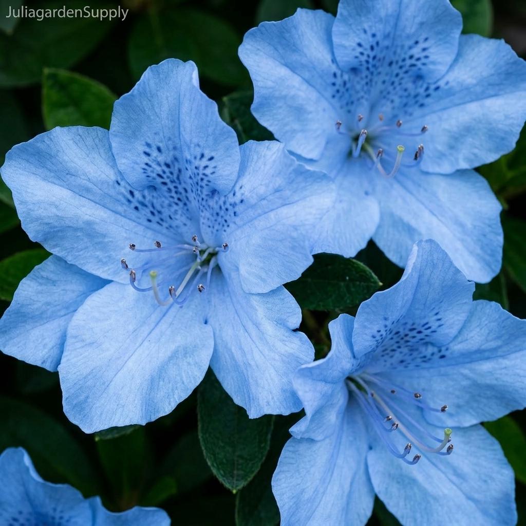 Light Blue Azalea Rhododendron Seeds, 100 Count Rare Flower Variety for ...