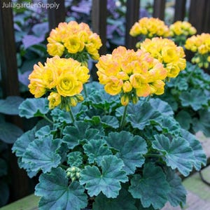Può includere: Primo piano di una pianta di geranio in vaso con fiori giallo brillante e foglie strutturate verde-blu. I fiori sono raggruppati e le foglie hanno un bordo unico e increspato. Include il testo "JuliagardenSupply".