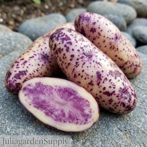 May include: Close-up of several elongated potatoes with a speckled purple and cream-coloured skin. One potato is cut in half, revealing a vibrant purple interior. The potatoes are arranged on a grey stone surface.
