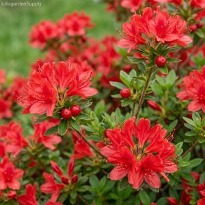 fressen schnecken rhododendron Raubschnecke | Frisst andere Schnecken