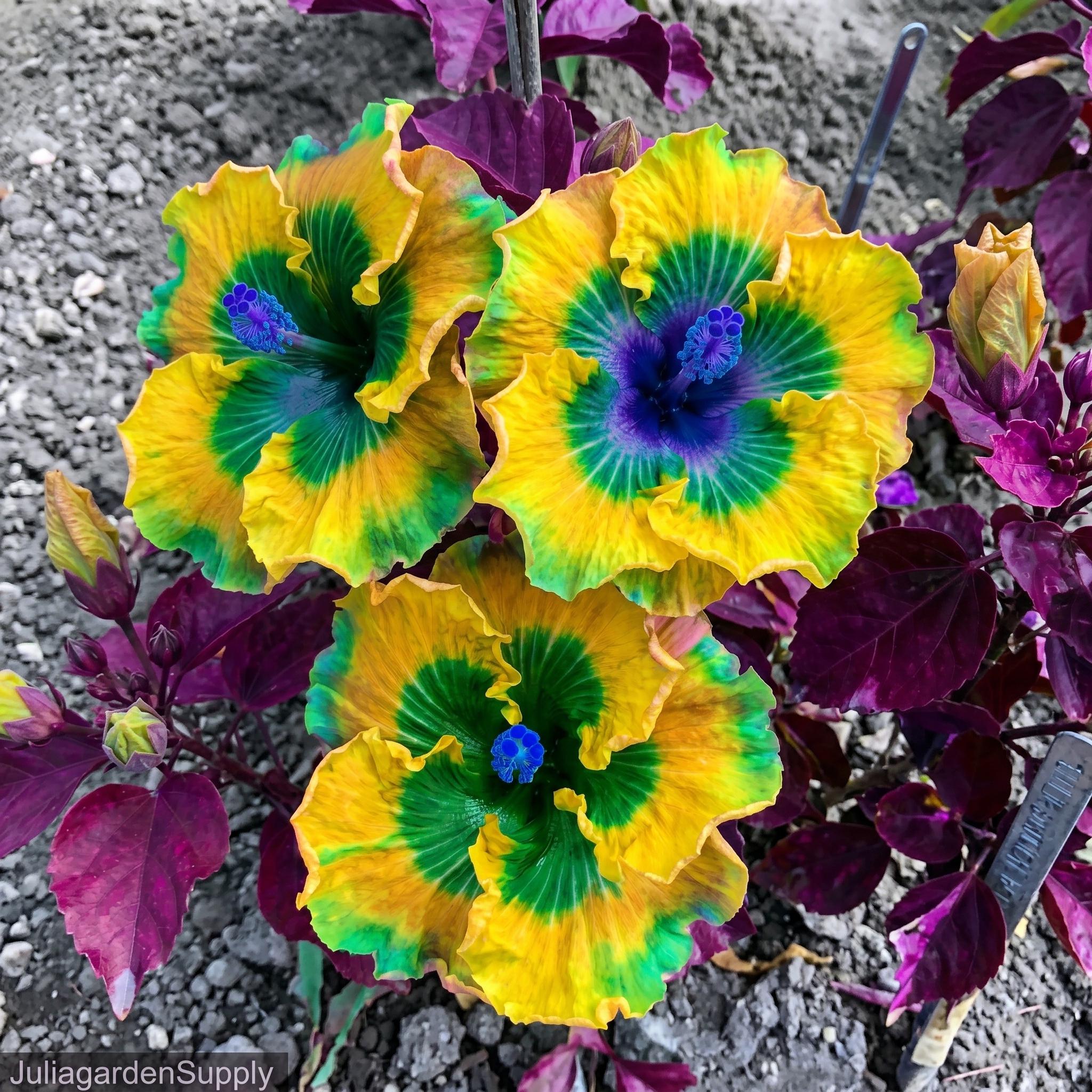 Blue hibiscus seeds - Etsy 日本