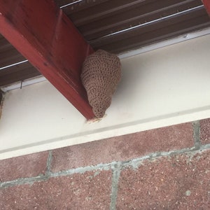 Puede incluir: Un nido de avispas de color marr&oacute;n tejido a crochet cuelga de la parte inferior de una viga de madera.