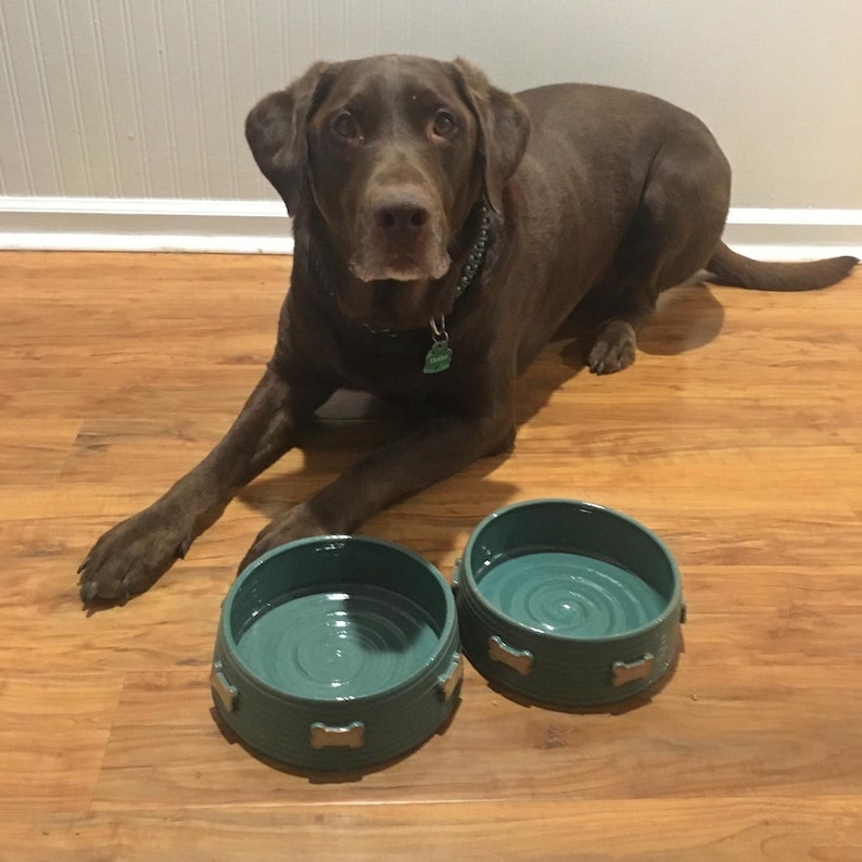 May include: Two teal blue ceramic dog bowls with bone-shaped accents. The bowls are on a wooden floor with a brown Labrador Retriever dog sitting in the background.