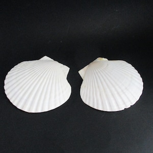 May include: Two white scallop seashells with ribbed textures are displayed against a black background. The shells are positioned side by side, showcasing their fan-like shapes and natural patterns. The shells are a creamy white color.