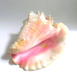 May include: A large queen conch shell featuring a spiraled, textured exterior with shades of cream and tan, transitioning into a smooth, vibrant pink interior lip. The shell has a prominent, flared opening and a sturdy, calcified structure.