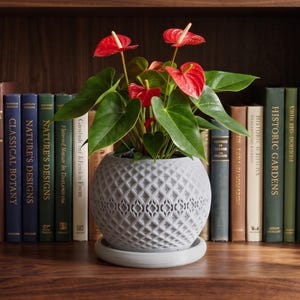 May include: A vibrant red anthurium plant with glossy green leaves potted in a spherical light grey planter featuring a textured diamond lattice pattern and a matching circular base tray, positioned centrally on a wooden shelf.