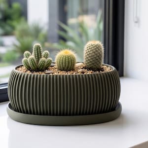 May include: An olive green, oval-shaped planter with a ribbed, vertical texture and a matching circular saucer. The planter contains three distinct small cacti planted in light-coloured gravel, featuring a cluster, a round cactus, and a tall cactus.