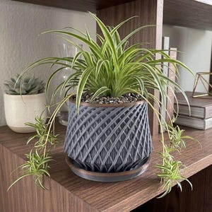 May include: A spider plant in a grey, geometric patterned pot with a matching saucer. The plant has long, green and white striped leaves and small plantlets. A succulent in a white pot is to the left.