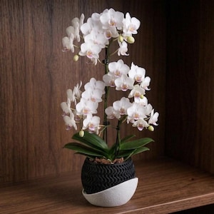 May include: A potted orchid plant with numerous white flowers featuring subtle pink centres. The plant has broad green leaves and is housed in a two-toned container with a textured black upper section and a smooth, curved white base.