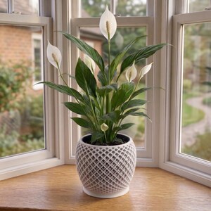 May include: A peace lily plant with dark green, lance-shaped leaves and several white spathes with central spadices. The plant is housed in a white, spherical planter featuring a textured, open-work lattice pattern across its entire exterior surface.