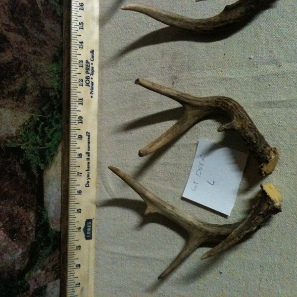 Nontypical Antlers L. Whitetail Deer. Cut off below burr.