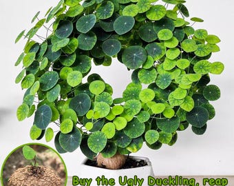 Stephania erecta Caudex Bulb | Round Coin Leaves Vine, Easy Care Plant