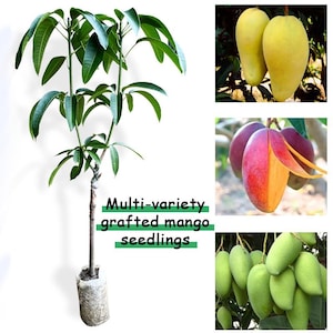 May include: Image of multi-variety grafted mango seedlings. The image shows a young mango tree with green leaves and a brown trunk. There are also close-up shots of ripe and unripe mangoes in various colors, including yellow, red, and green.