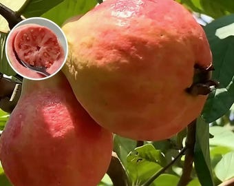 Grafted Pink and White Guava Tree – Fast Growing Tropical Fruit Sapling