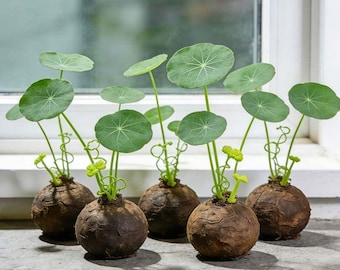 Rare Dioscorea Elephantipes Caudex | Sea Turtle Plant Bulb | Exotic Bonsai Succulent