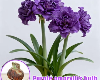 Amaryllis bulbs | Exotic flowers | Indoor forcing cultivation of bulbs | No soil required