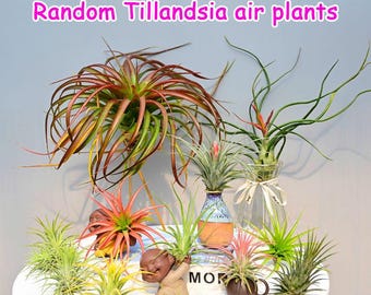 Air Plant Tillandsia | No Soil Low Maintenance Decor