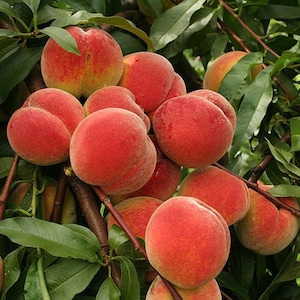 May include: A close-up of a peach tree branch laden with ripe peaches. The peaches are a vibrant red-orange color with a fuzzy texture. Green leaves surround the fruit, creating a natural, fresh scene.
