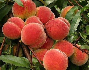 Dwarf Peach Tree Sapling | Self-Pollinating, Potted Garden Fruit Plant