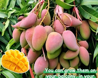 Grafted Dwarf Mango Tree, 3-in-1 Pot Variety, Fast Fruiting Live Plant