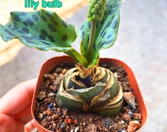 Oil-spotted lily bulb, leopard-print leaves, unique texture and shape, easy-to-cultivate indoor potted plant.