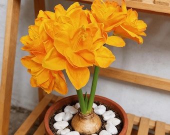 Vibrant Orange Amaryllis Bulbs – Easy Care Flowering Plants