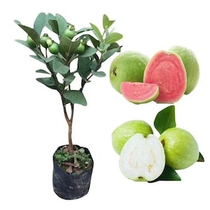 May include: An image of a guava plant with green leaves and small green guavas. Several ripe guavas are also shown, some whole and some sliced, revealing pink flesh. The guavas are green on the outside and have a white background.
