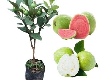 Grafted Pink and White Guava Tree – Fast Growing Tropical Fruit Sapling