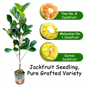 May include: Image of a jackfruit seedling with green leaves and three types of jackfruit: Thai No. 8, Malaysian No. 1, and Durian. The Thai No. 8 jackfruit is orange, the Malaysian No. 1 is yellow, and the Durian jackfruit is yellow. Text reads: Jackfruit Seedling, Pure Grafted Variety.