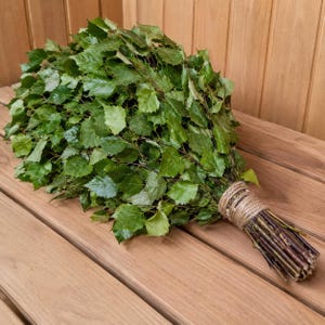 May include: A bundle of fresh green birch branches with serrated leaves, tightly bound at the base with a thick, natural-colored jute twine. The stems are dark brown and woody, gathered together to form a dense, fan-shaped arrangement of foliage.
