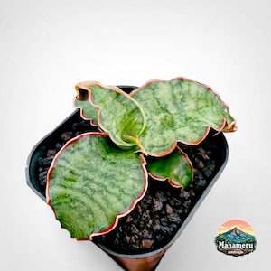 Sansevieria Silverblå Sällsynt tropisk krukväxt