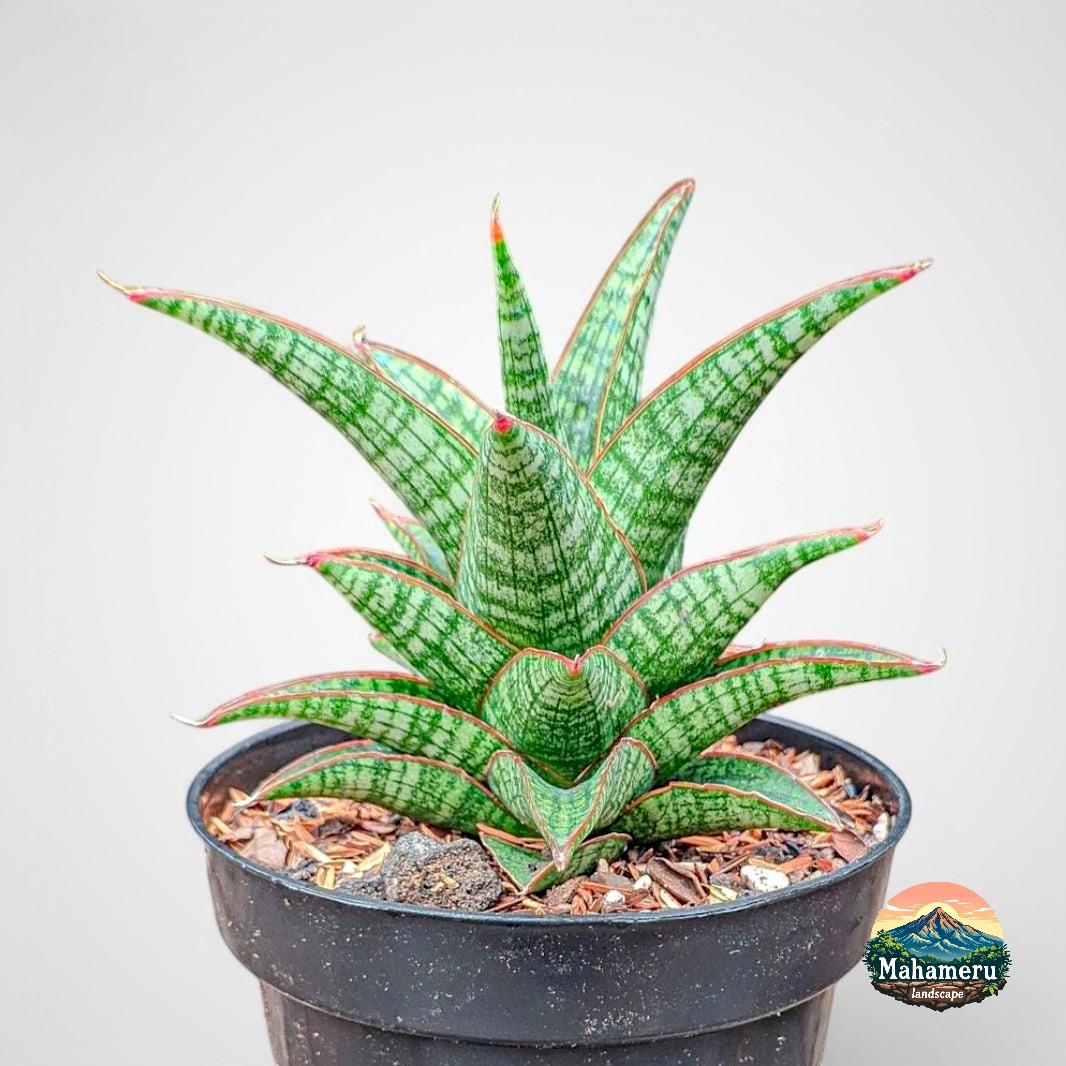 Hybrid sansevieria - Etsy 日本