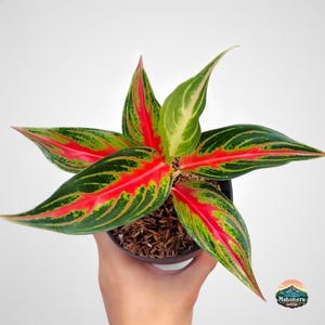 Aglaonema Red Sunset, una planta de interior tropical poco común.