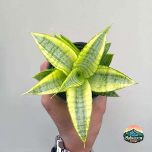 Peut inclure: Gros plan d'une plante Sansevieria, également appelée plante serpent, avec des feuilles vertes et jaunes rayées. La plante est dans un pot noir et tenue par une personne. Les feuilles sont longues et pointues.