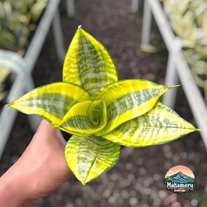 Puede incluir: Primer plano de una planta de Sansevieria, también conocida como planta de serpiente, con hojas a rayas amarillas y verdes vibrantes. La planta está en una maceta negra y la sostiene una persona. El fondo está borroso, lo que sugiere un invernadero o vivero.