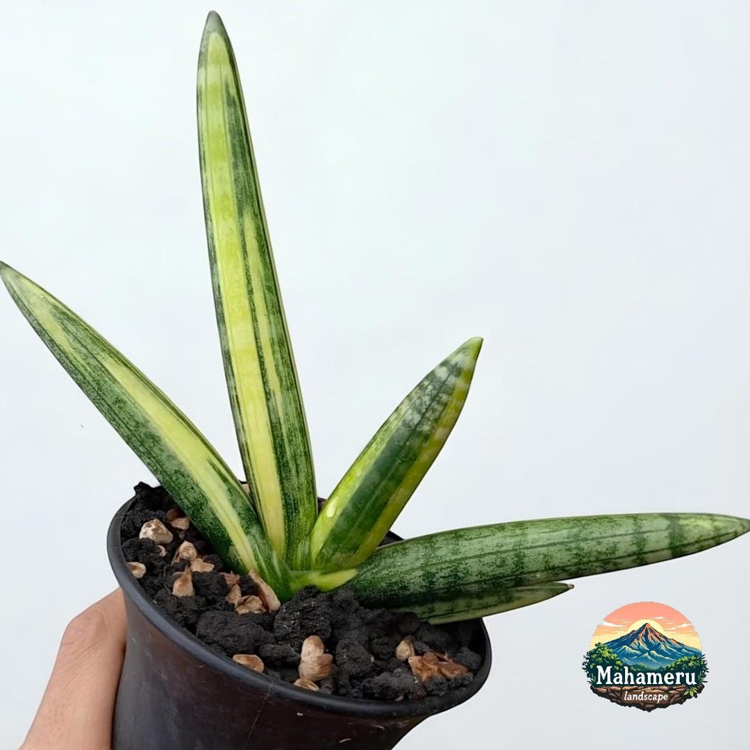 Boncel Sansevieria Boncel Silver Plant - Tropical House Plant - Etsy