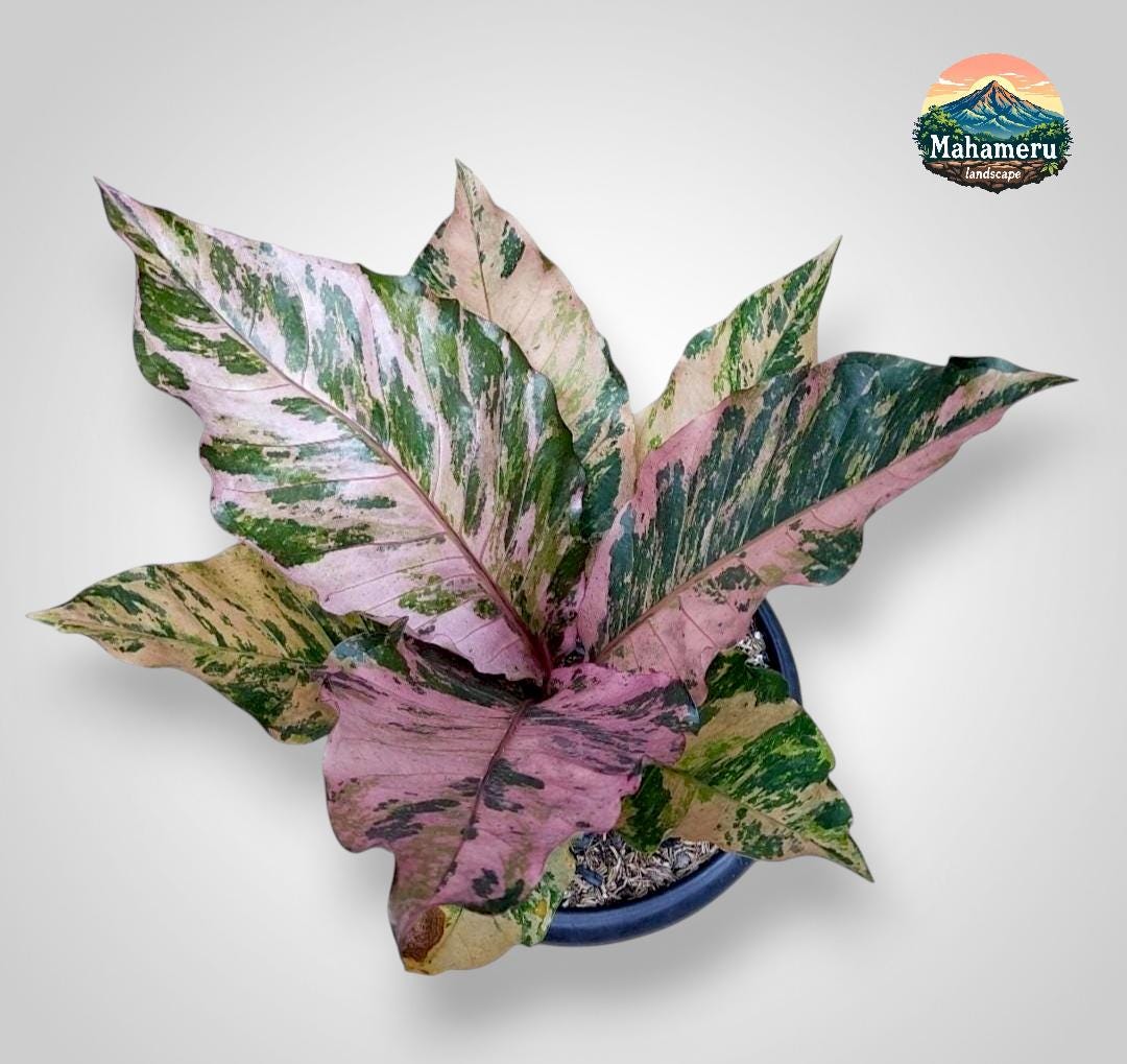 Anthurium Hookeri Pink Diamond Variegated - Etsy