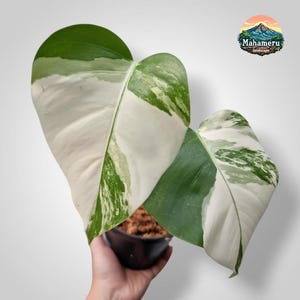 Monstera White Tiger variegated rare tropical house plant variegated
