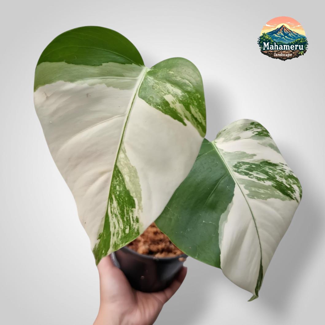 Variegated monstera plant - Etsy 日本