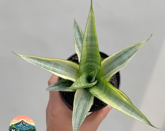 Sansevieria Cordova blanca variegada - planta de interior tropical