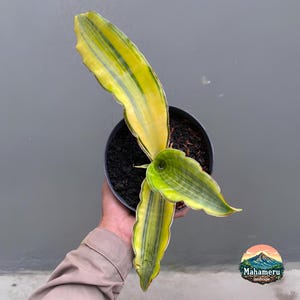 Sansevieria Dragon King - Etsy
