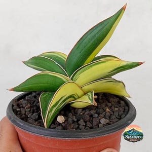 Sansevieria Samurai Dwarf Variegated plant - tropical house plant