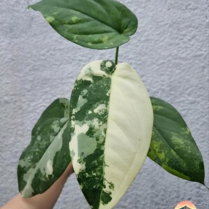 May include: Close-up of a variegated plant leaf. The leaf is split down the middle, with one side a creamy white and the other a mix of green and white patterns. Other leaves in the image are green with white variegation. The plant is a houseplant.