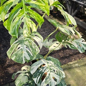 philodendron melanochrysum price Philodendron melanochrysum