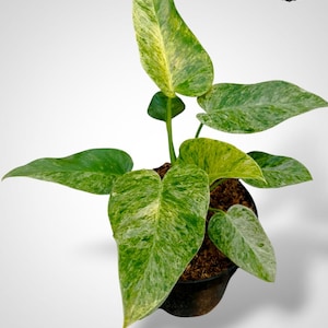 Variegated philodendron giganteum - Etsy 日本
