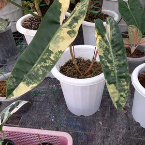 Philodendron billietiae variegated - Etsy 日本
