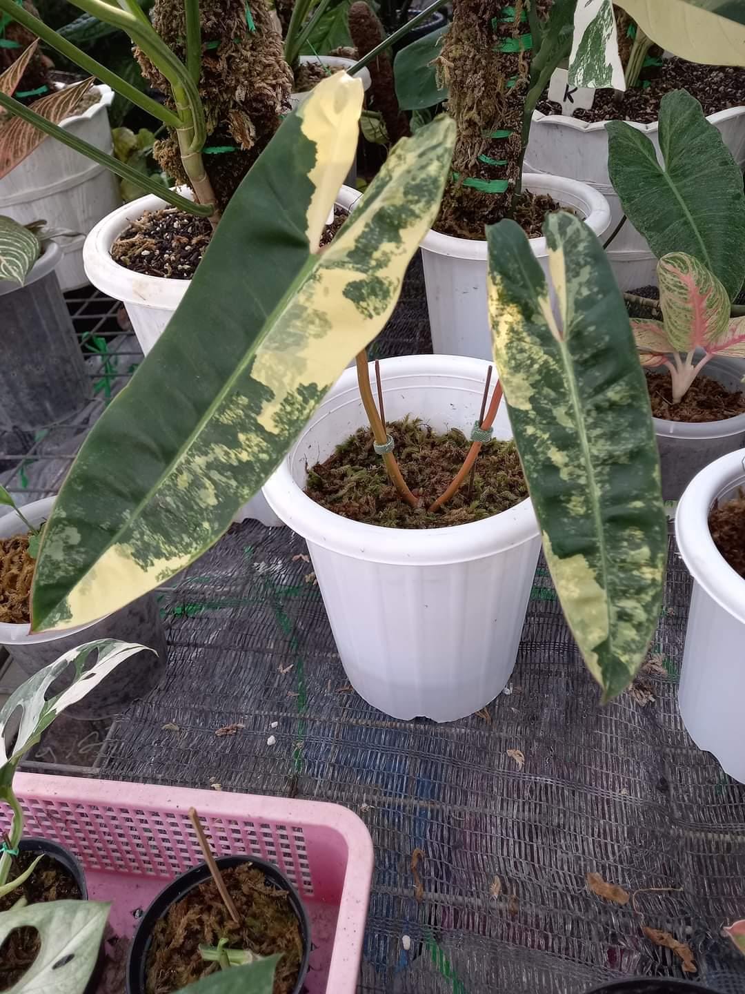 Philodendron billietiae variegated - Etsy 日本